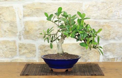 Bonsai ficus panda - ficus,