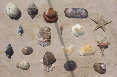 Lotto collezione conchiglie - collezione,