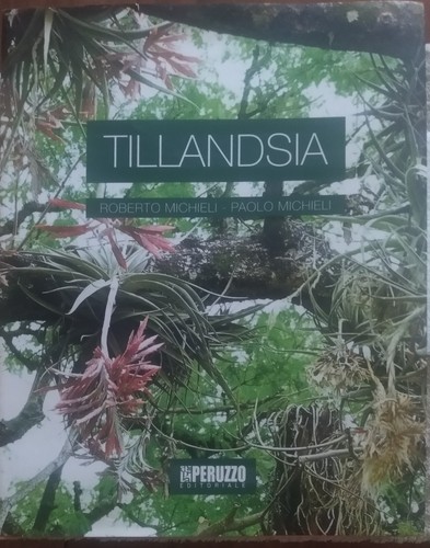 Tillandsia peruzzo - tillandsia.,