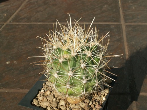 Sclerocactus wrightiae per