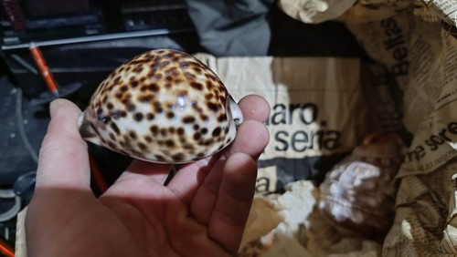 Huge cypraea tigris - huge,