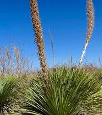 Dasylirion cedrosanum | Sotol