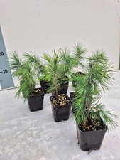 10 Cedro dell'Himalaya, Cedrus