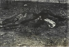 cavalli horses photo ROMANIA primo 900 1914 volltreffer durch Trt