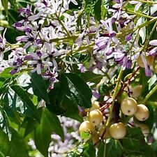 ORGOGLIO DELL'INDIA - LILLA