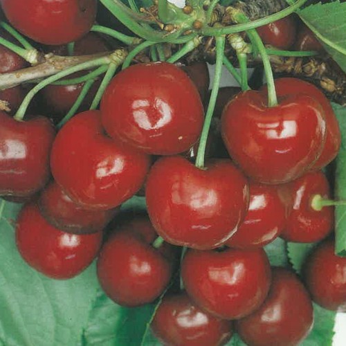 Pianta frutto ciliegia - pianta,