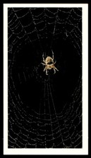 Grandee Britain's Nocturnal Wildlife 1987 Garden Spider Araneus diadematus No.27
