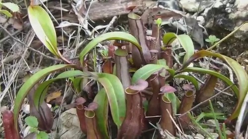 Semi nepenthes gracilis - semi,
