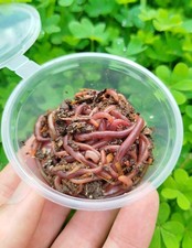 100 Lombrichi rossi per pesca