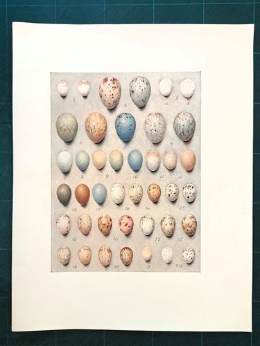 Stampa antica uova uccello - uova, di