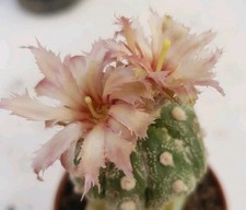 Astrophytum asterias feather flower  Very beautiful No Copiapoa Ariocarpus