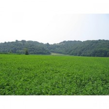 SEMI DI ERBA MEDICA FRIGOS 1^