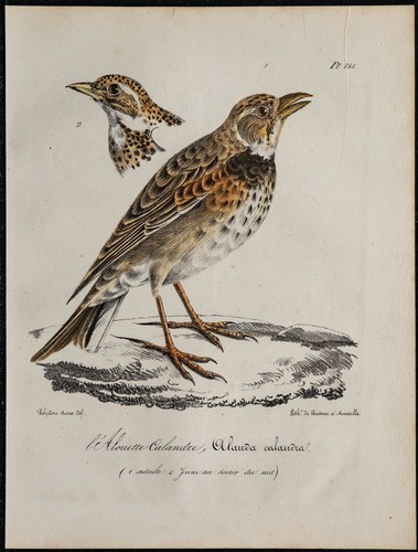 1830 skylark griglia - 1830,