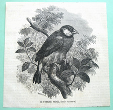 stampa antica print engraving