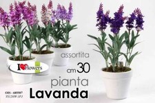 PIANTA LAVANDA 30 cm PIANTINA