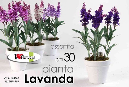 Pianta lavanda piantina - pianta, cm