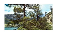 10x Nothofagus obliqua Pellin