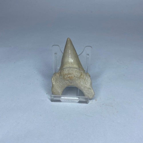 Otodus shark tooth - otodus,
