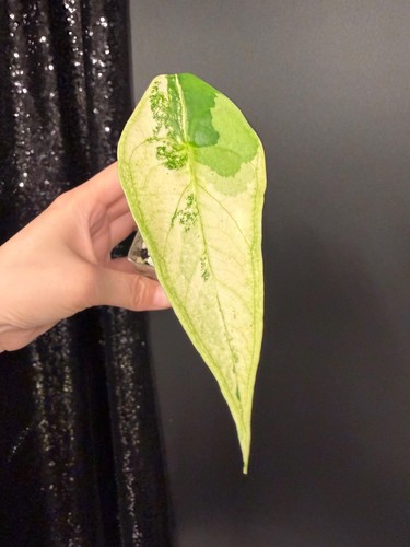 Alocasia longiloba variegated - alocasia,