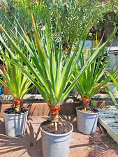 Dracaena draco Albero del
