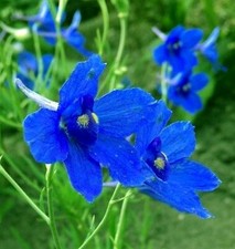 50 Semi Speronella Cinese