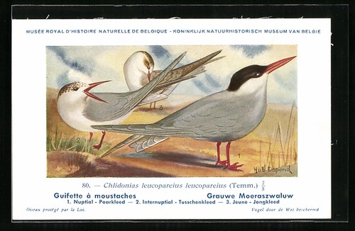 Cartolina artista hubert - cartolina, d'artista