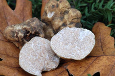 Tartufo bianco fai da te in giardino / 10g micelio / + istruzioni NUOVO