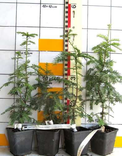 Taxus baccata gracilis - taxus,