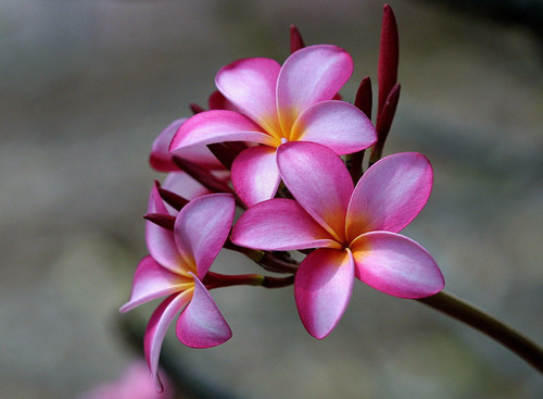 Semi mix plumeria - semi,