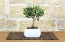 Bonsai di Olivo in vaso quadro