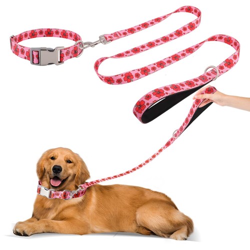 Set collare guinzaglio per - set,