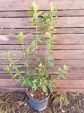 METROSIDEROS x MISTRAL, plant