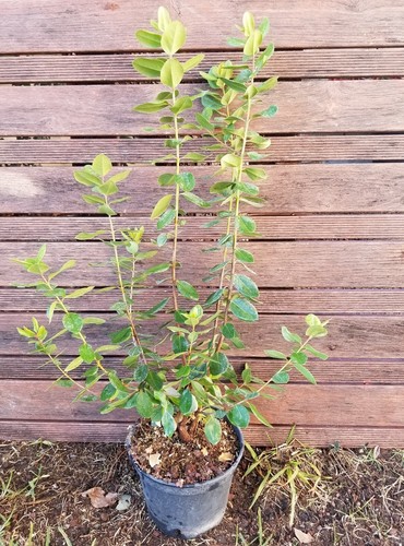 Metrosideros mistral plant - metrosideros, mistral,