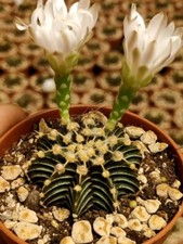 1x Gymnocalycium friedrichii