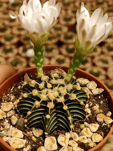 Gymnocalycium friedrichii - 1x,