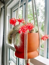 Monkey Tail Cactus