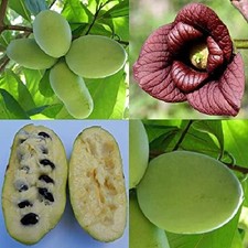 Asimina triloba Prima 1216