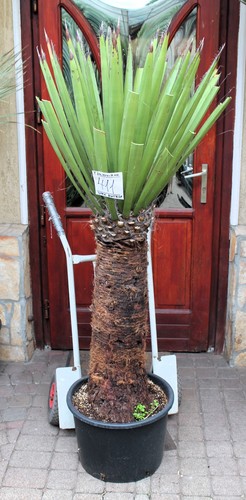 Yucca faxoniana dal - , messico