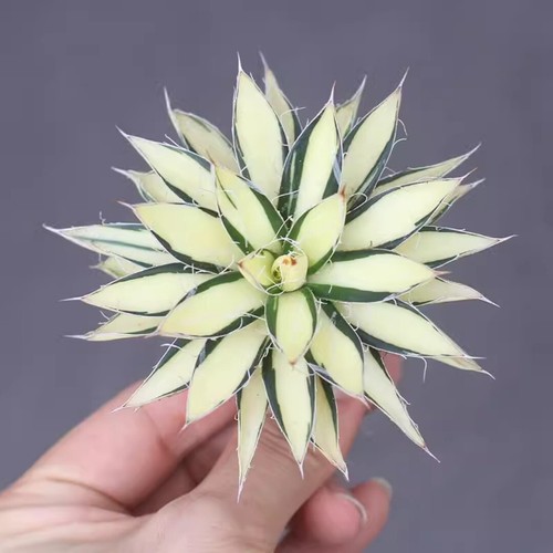 Pianta agave succulenta - pianta, di