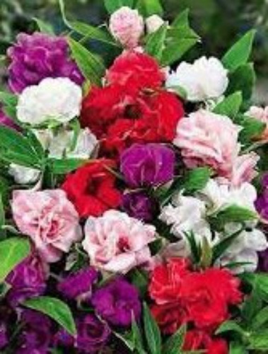 Graines balsamine fleurs - de,