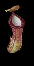 Nepenthes X Hamata - Rare