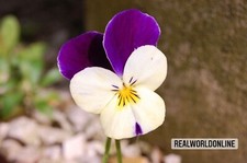 Viola Cornuta Bianca-Viola –