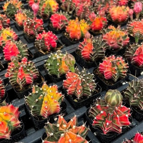 Gymnocalycium mihanovichii