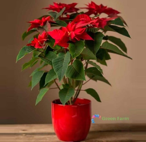 100 semi euphorbia pulcherrima - euphorbia,