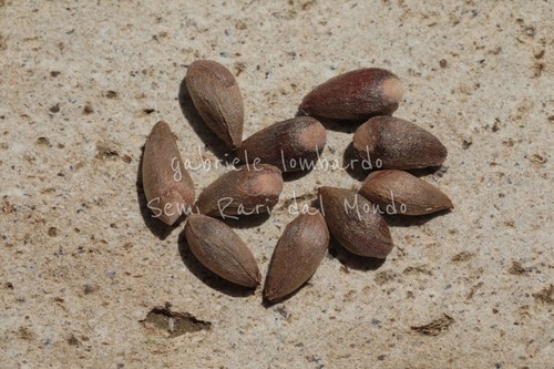 Tuia orientale platycladus - -,