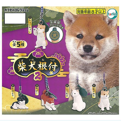 Shiba inu cucciolo cane - inu,