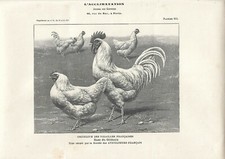Stampa antica GALLO e GALLINE