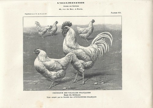 Stampa antica gallo galline - gallo, e
