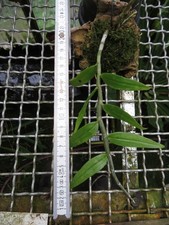 Dendrobium aphyllum syn - syn., d