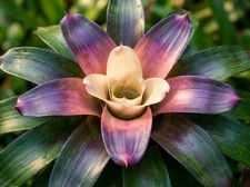 116xs neoregelia bromelia - 116xs,
